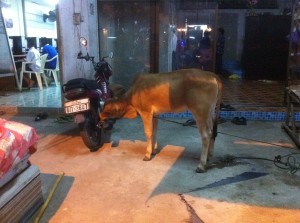 Cow eating motorbike