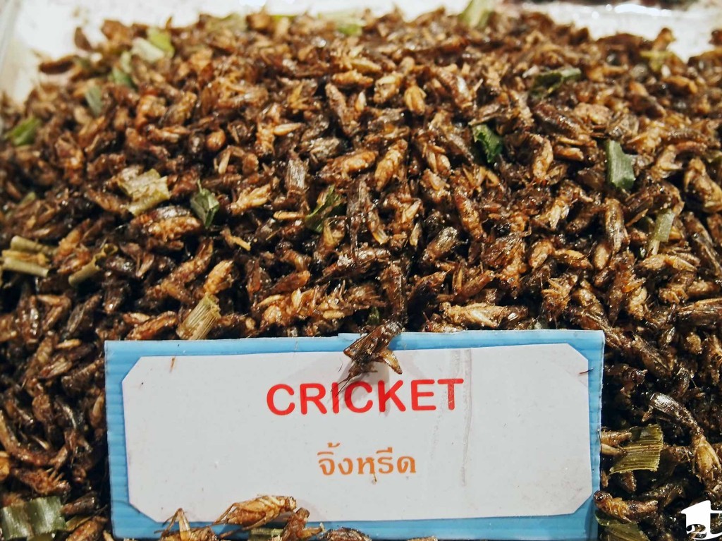 Fried cricket