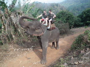 Lady Di the elephant