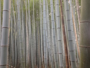 Sagano bamboo forest in Arashiyama, Kyoto