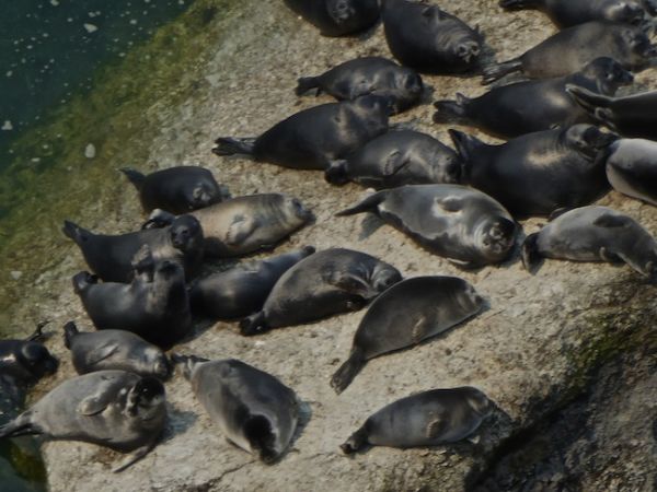 D'autres phoques font la bronzette sur le lac Baïkal