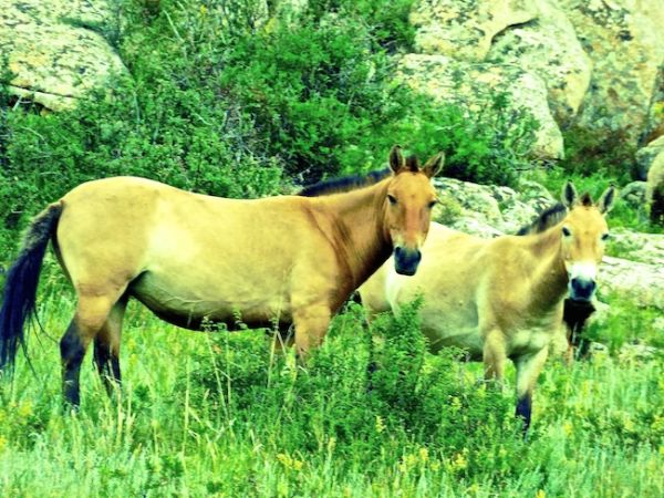 Le cheval sauvage Takhi dans le parc national de Khustain