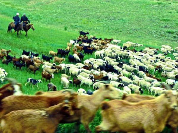 Chèvres et moutons mongols