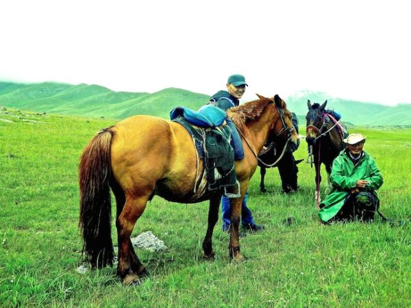 Les chevaux Mongols dans la vallée d'Orkhon