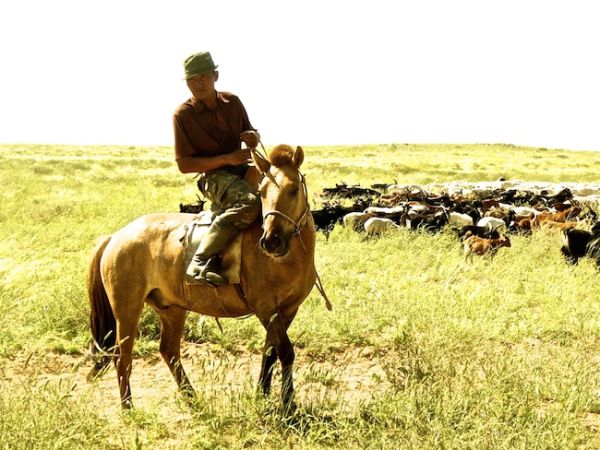 Un nomade Mongol éleveur de chèvres