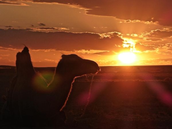 Un chameau admire le coucher de soleiil dans le désert de Gobi