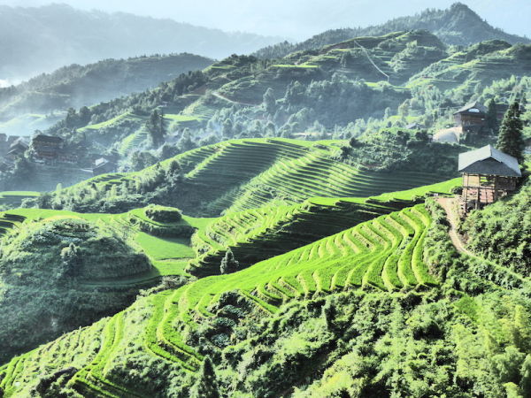 Vue de Tiantouzhai sur les rizières en terrasses de Longji