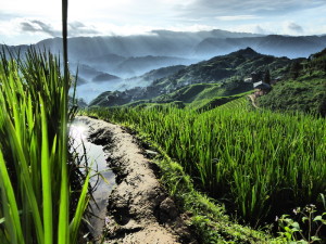 Les rizières en terrasses de Longji, près de Tiantouzhai