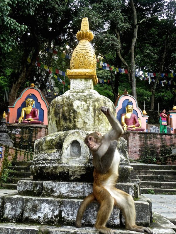 Le temple aux singes de katmandou Swayambhunath