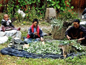 Les habitants des himalayas