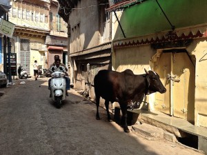 Une vache se promène dans la rue au népal